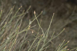 Centaurea cariensis subsp. maculiceps (O. Schwarz) Wagenitz的圖片