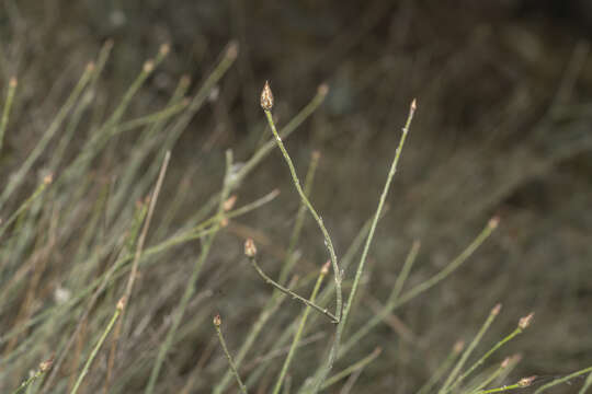 Image of Centaurea cariensis Boiss.