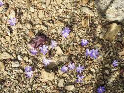 Image of Syringodea longituba subsp. violacea (M. P. de Vos) Goldblatt & J. C. Manning