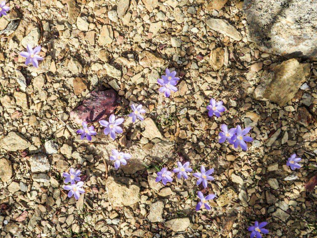 Image of Syringodea longituba subsp. violacea (M. P. de Vos) Goldblatt & J. C. Manning