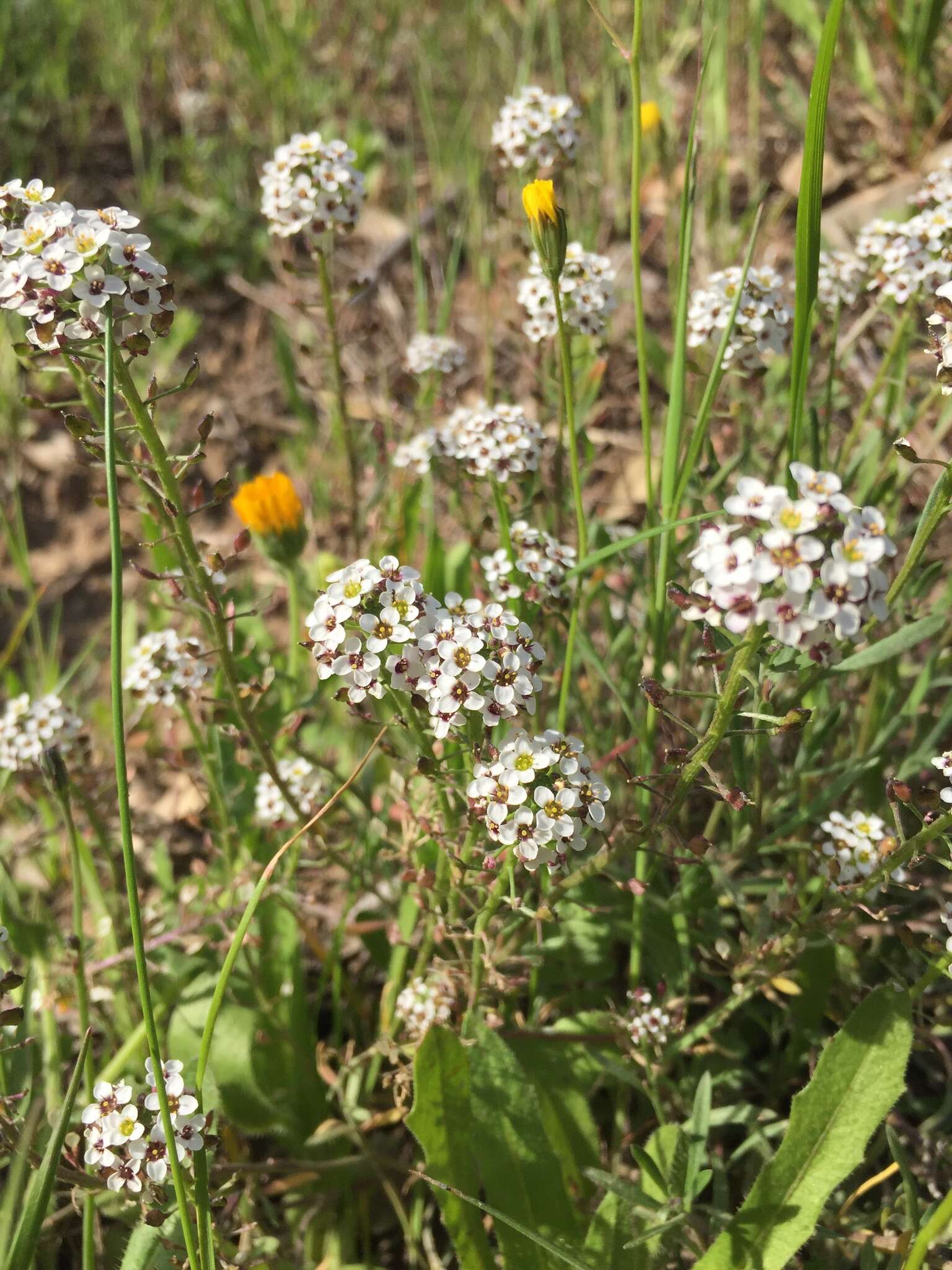 Plancia ëd Lobularia maritima subsp. maritima