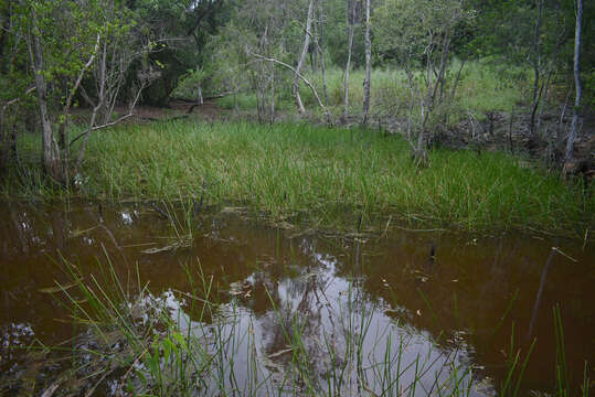 Image of Chinese water chestnut