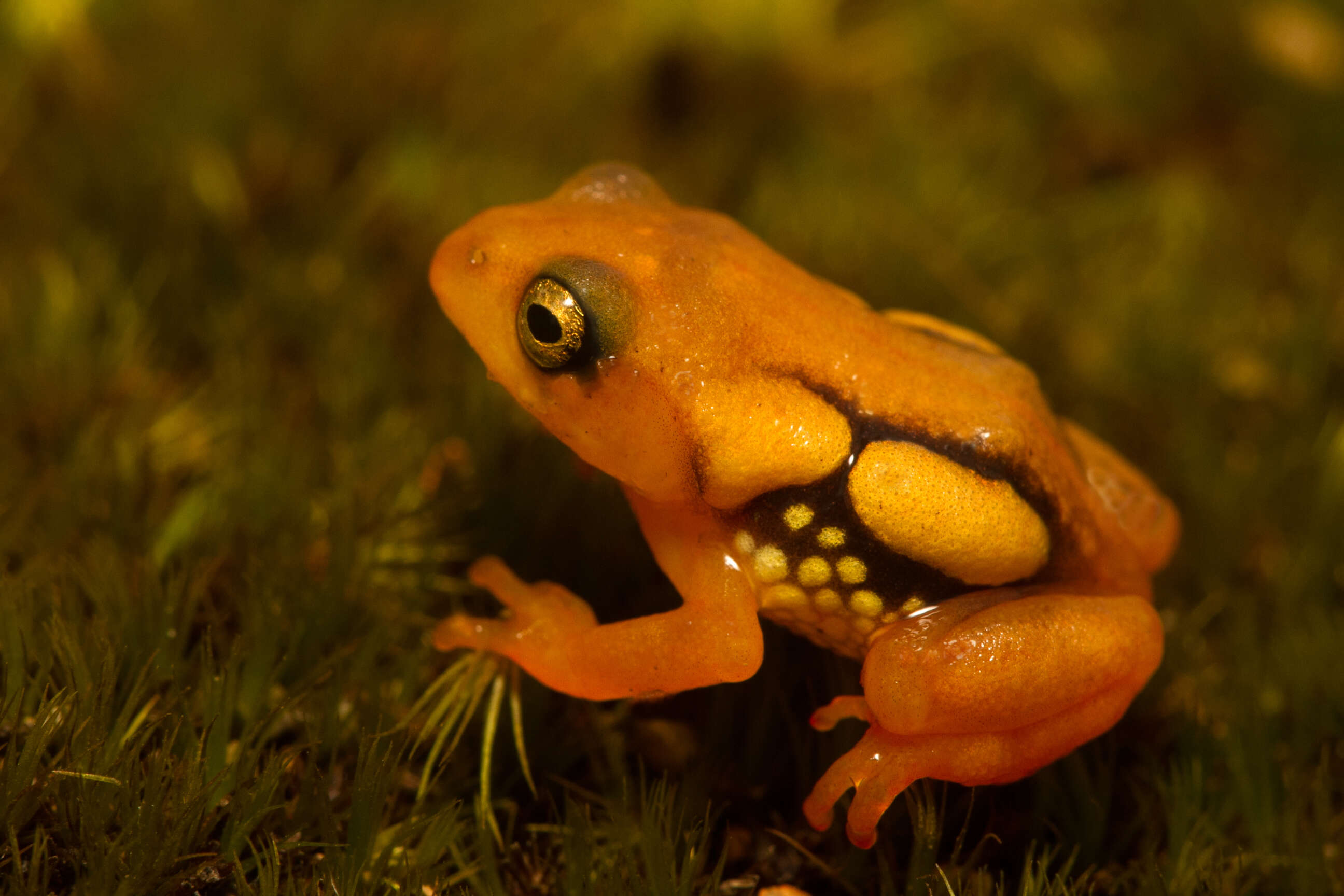 Image of Resplendent Shrubfrog