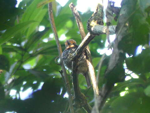 Image of Spotted Puffbird