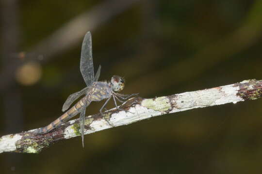 Imagem de Brachydiplax sobrina (Rambur 1842)