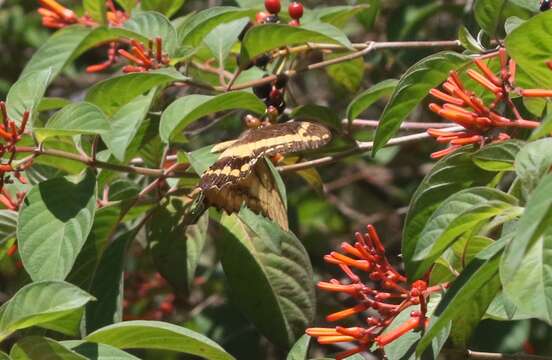 Image of Schaus' Swallowtail