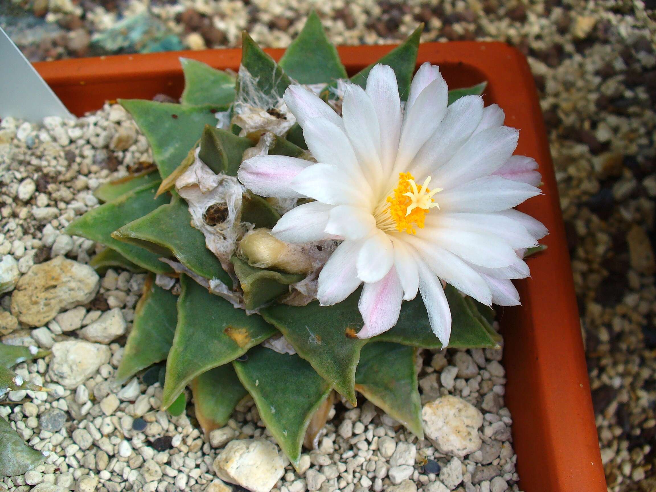 Image of Ariocarpus retusus Scheidw.