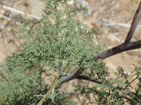 Sivun Chaenactis artemisiifolia (Harvey & A. Gray) A. Gray kuva