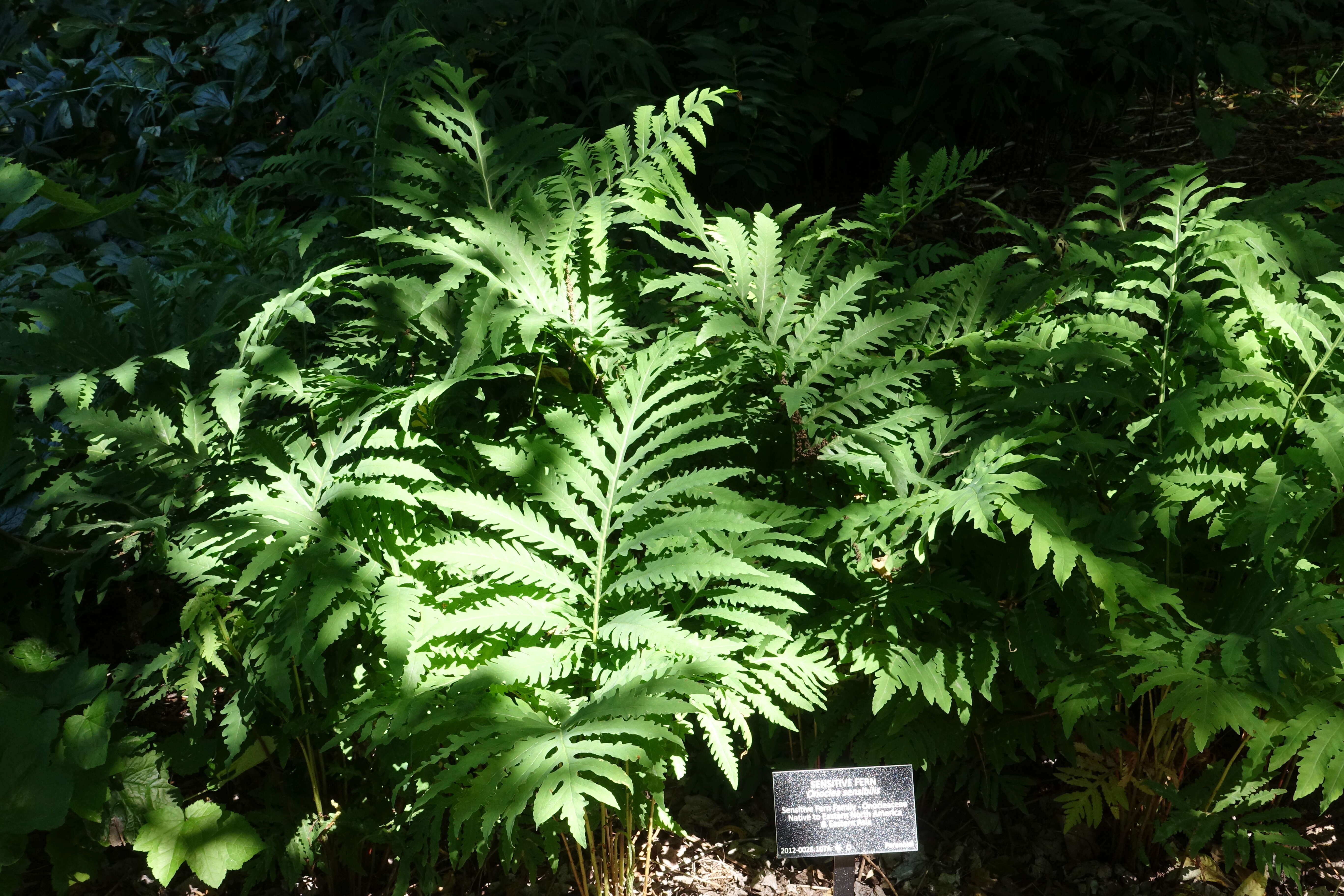 Image of sensitive fern