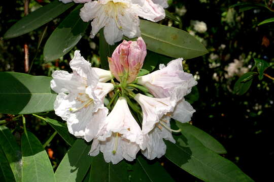 صورة Rhododendron discolor Franch.