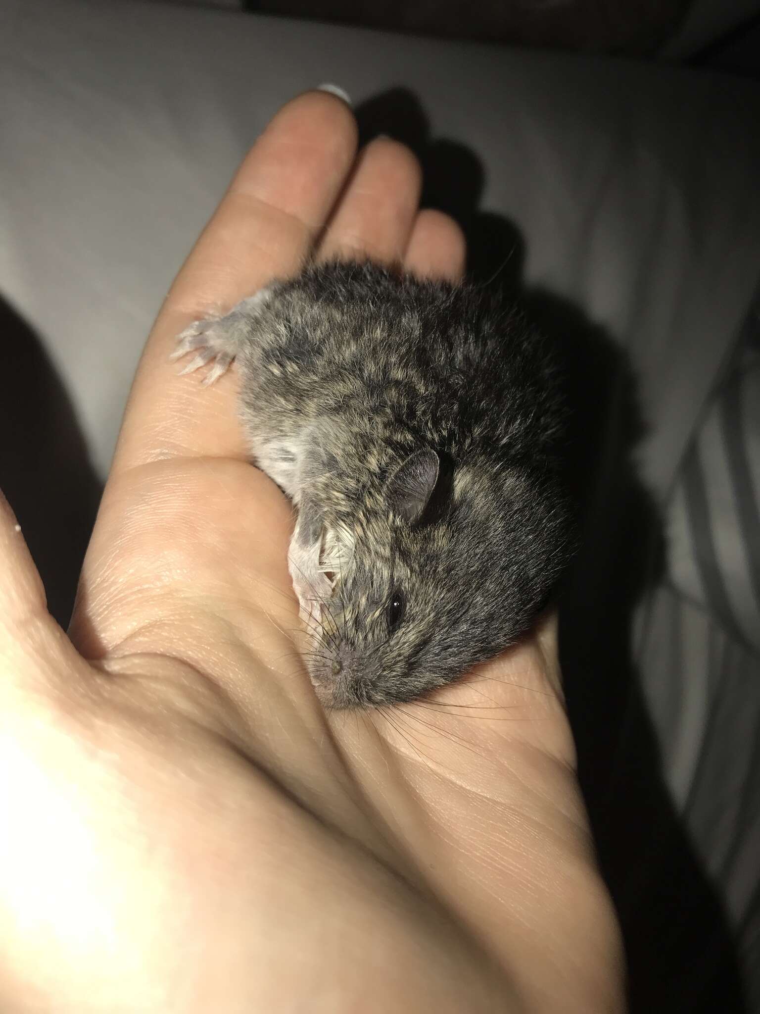 Image of Eastern Harvest Mouse