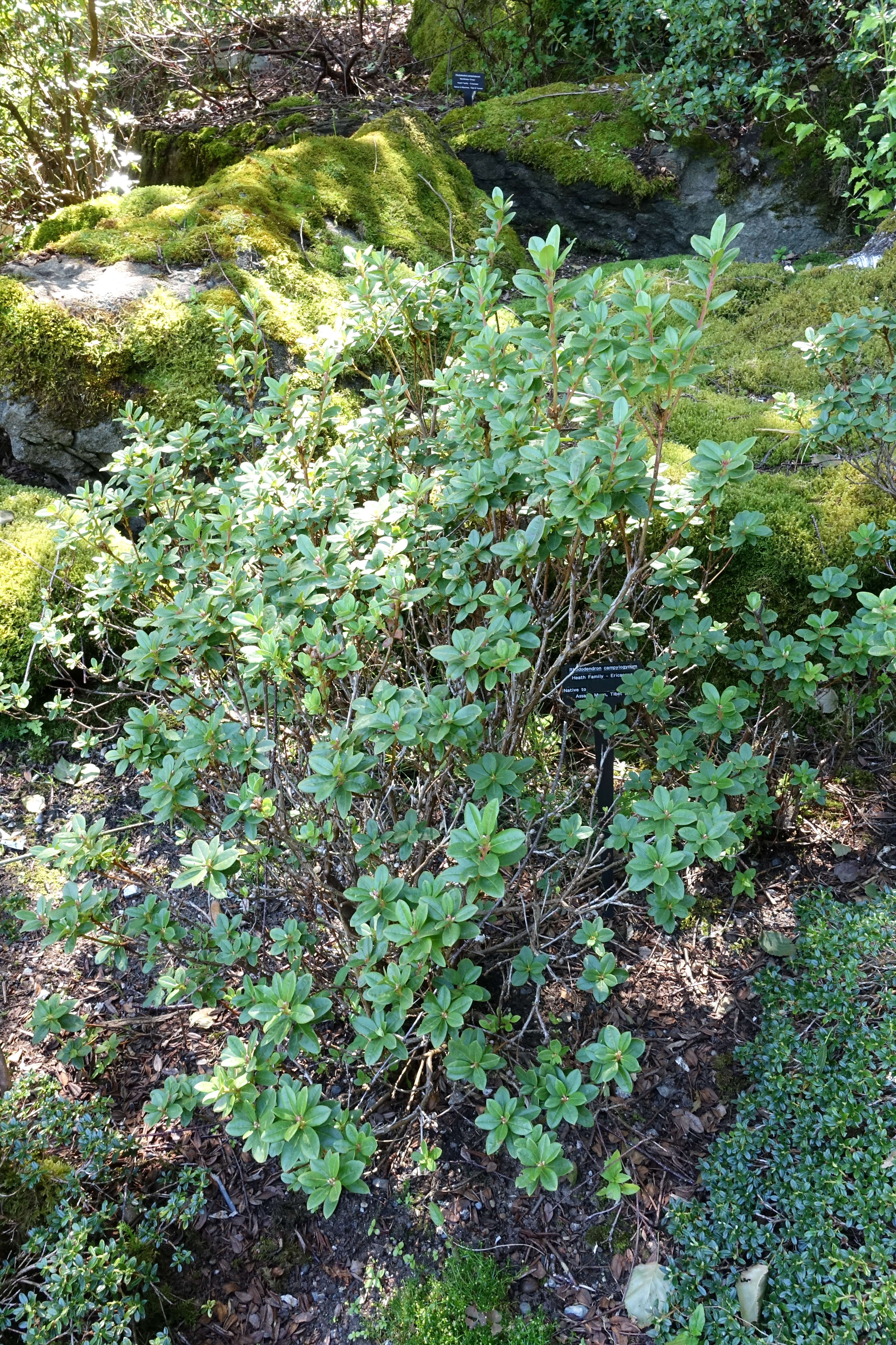 Imagem de Rhododendron campylogynum Franch.