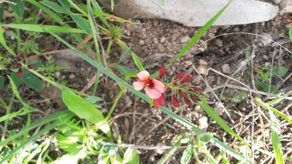 Plancia ëd Indigofera discolor Rydb.