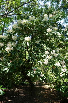 صورة Rhododendron discolor Franch.