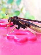 Image of Polistes comanchus de Saussure 1857