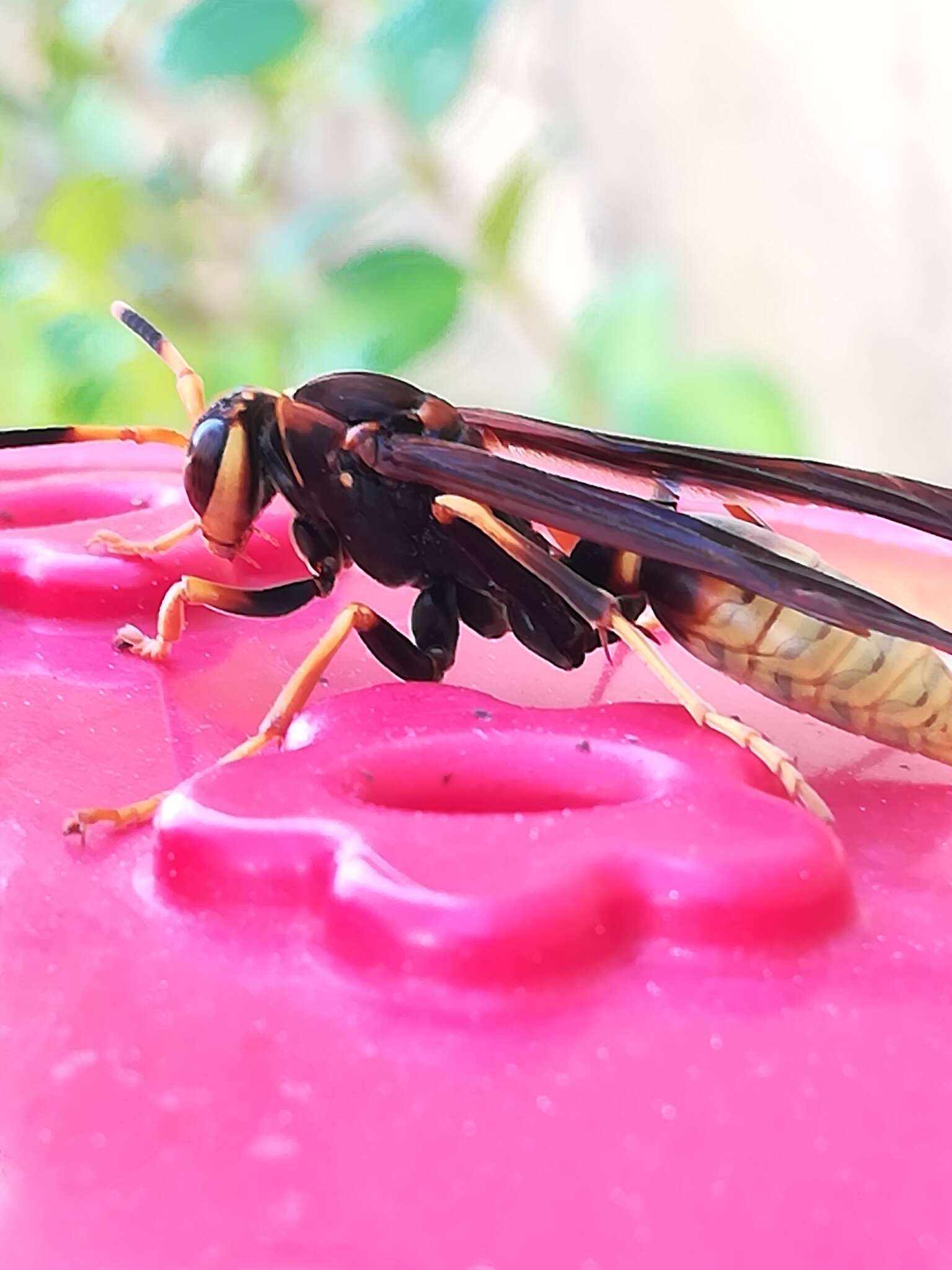 Image of Polistes comanchus de Saussure 1857