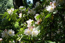 صورة Rhododendron discolor Franch.