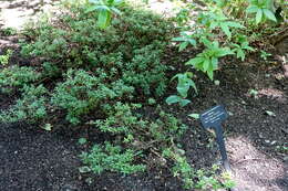 Image of Rhododendron keleticum I. B. Balf. & Forrest