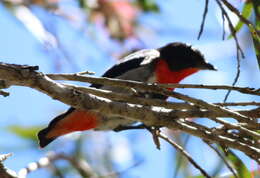 Image of Mistletoebird