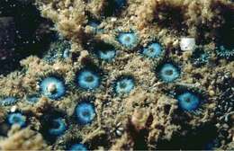 Image of Fluorescent zoanthids