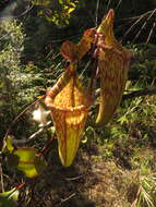 Image of Nepenthes maxima Reinw. ex Nees