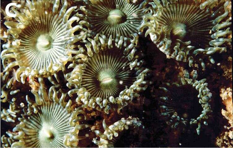 Image of Fluorescent zoanthids