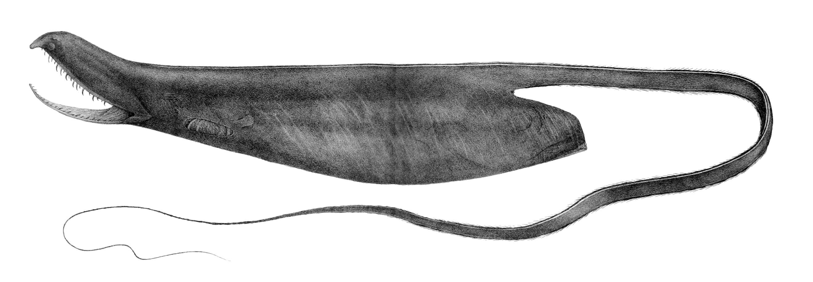 Image of gulper eels