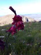 Image of Gladiolus guthriei F. Bolus