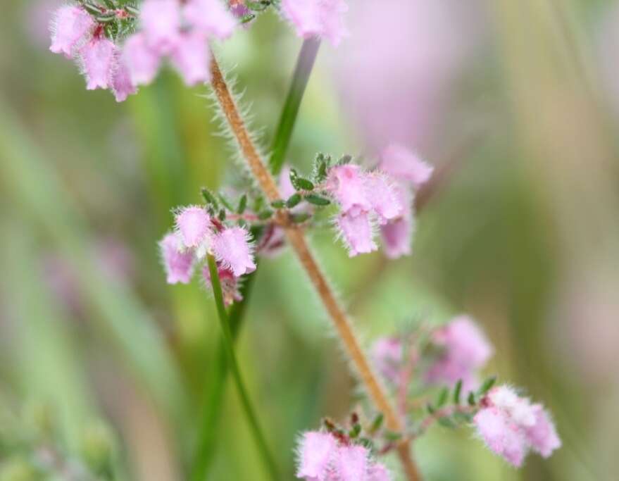 Image of Erica parviflora var. parviflora