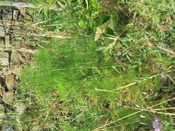 Image of fennel