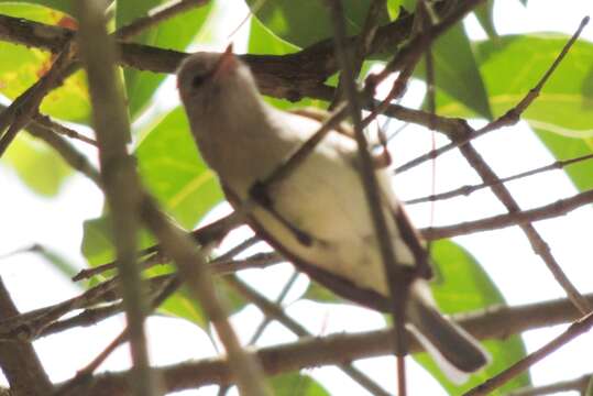 Image of Northern Beardless Tyrannulet