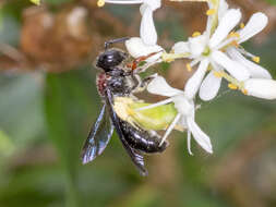 Image of Callomelitta littleri Cockerell 1914