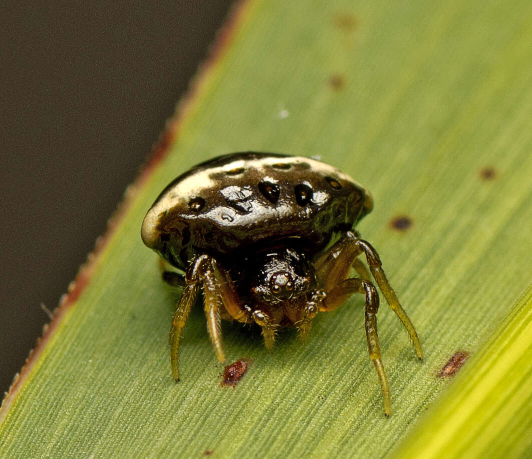 Image of Cyrtarachne tricolor (Doleschall 1859)