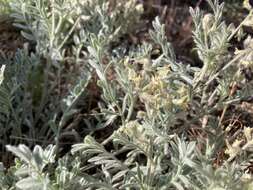 Imagem de Astragalus lyallii A. Gray