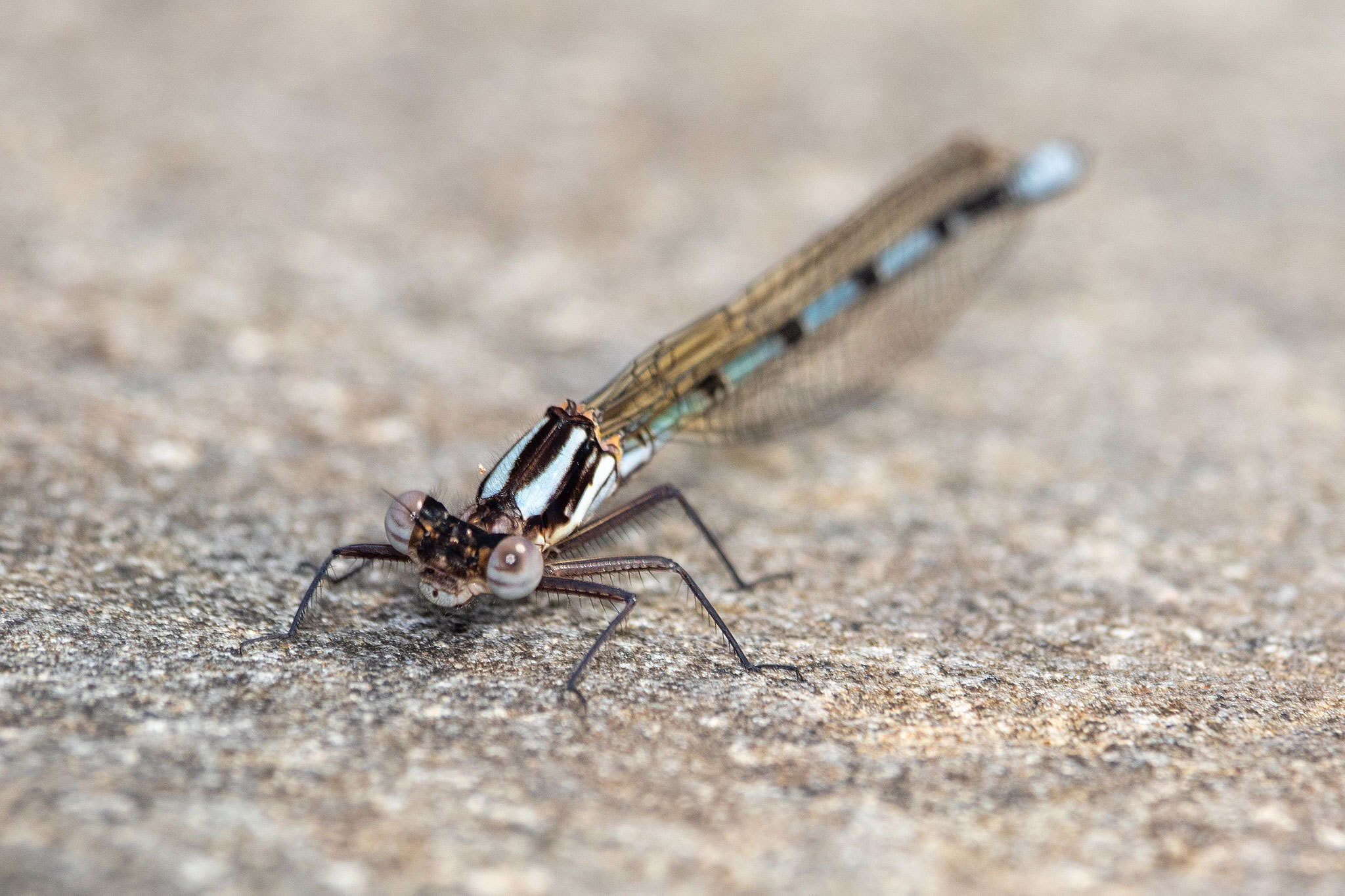 Image of Kubusi stream damsel