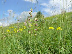 Image of Bee orchid