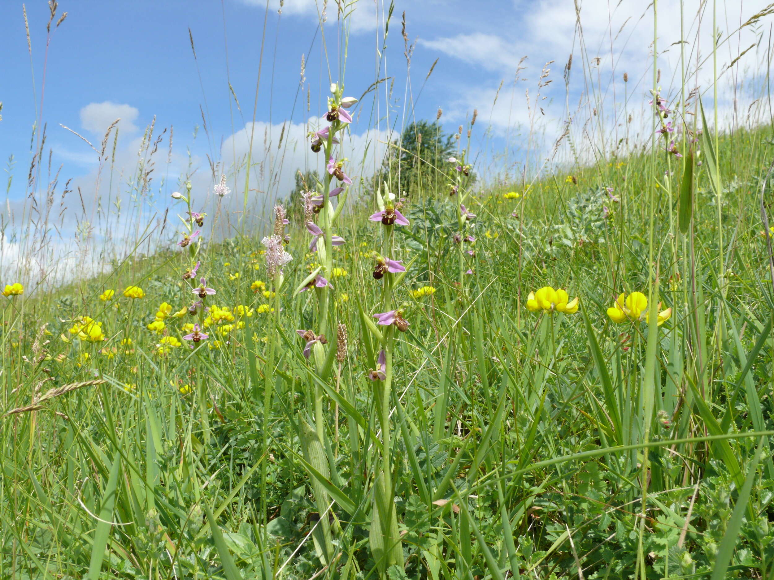 Image of Bee orchid