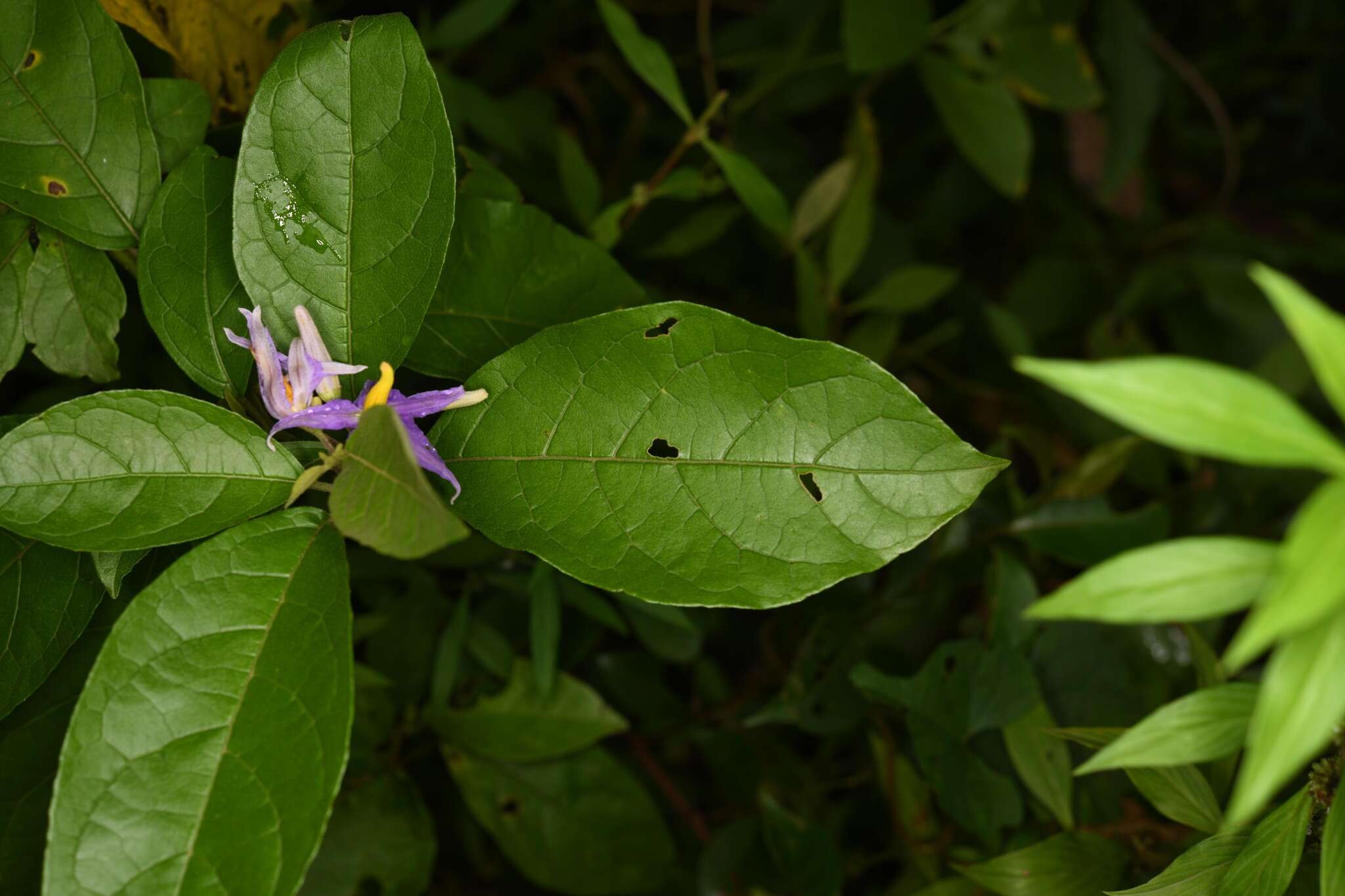 Image of Solanum subinerme Jacq.