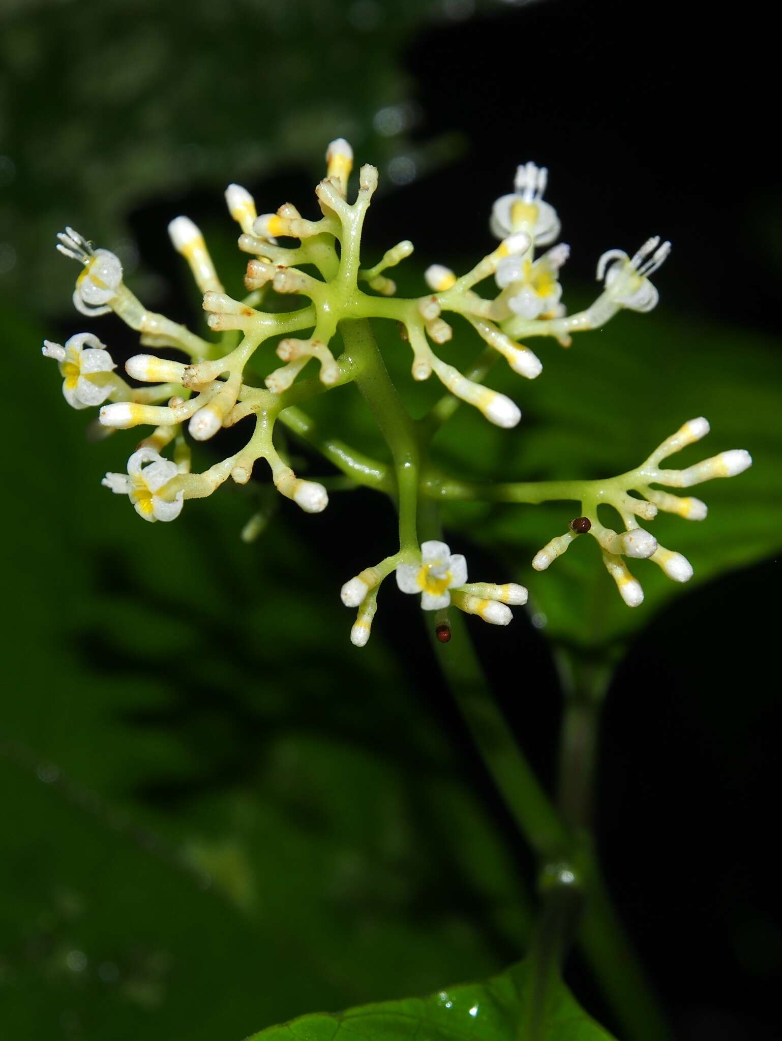 صورة Palicourea acuminata (Benth.) Borhidi