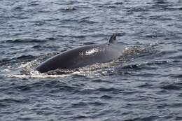 Image of minke whale