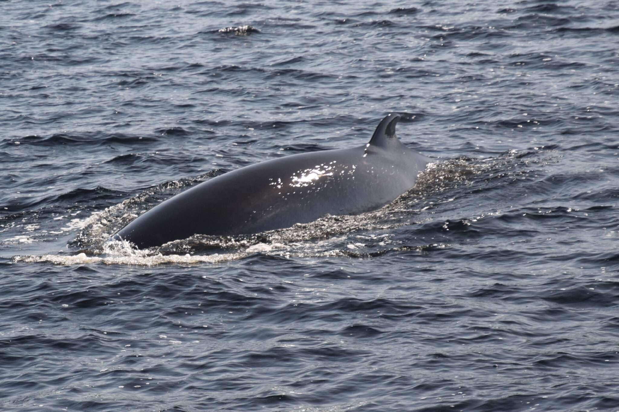 Image de Balaenoptera acutorostrata acutorostrata Lacépède 1804