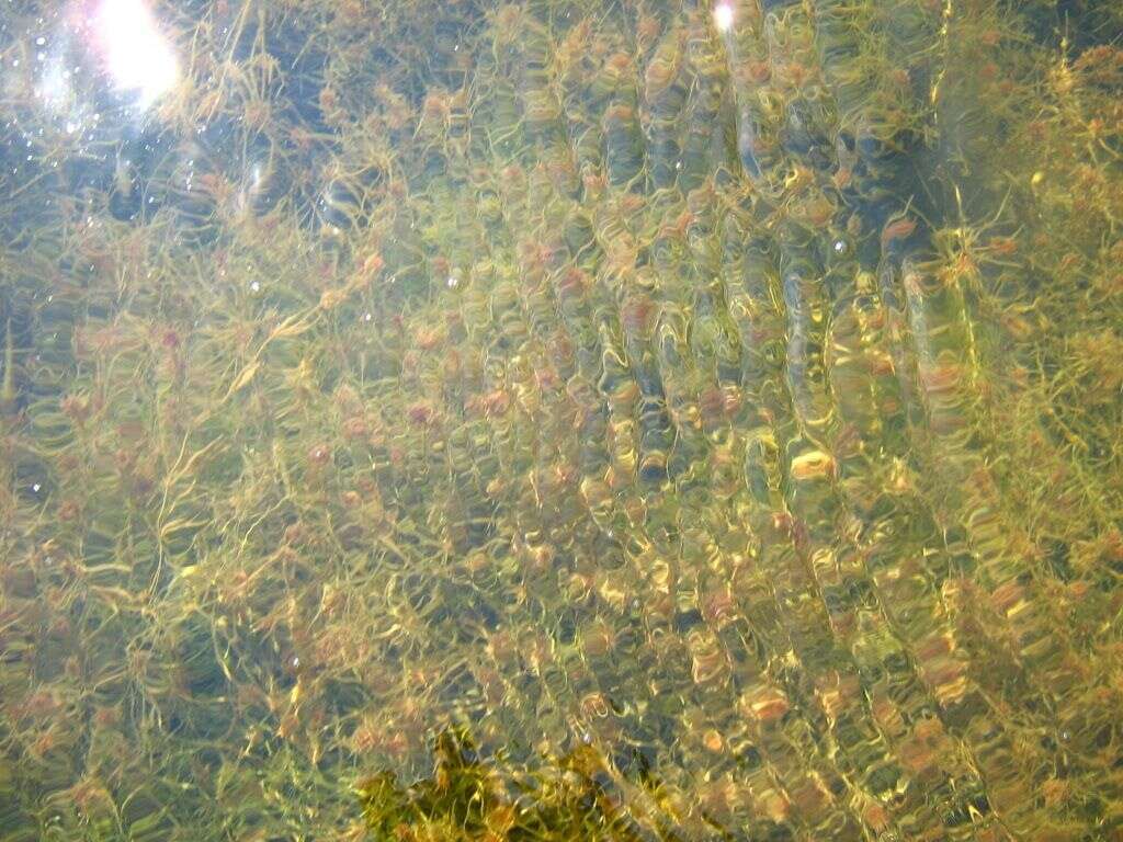 Image of Stonewort