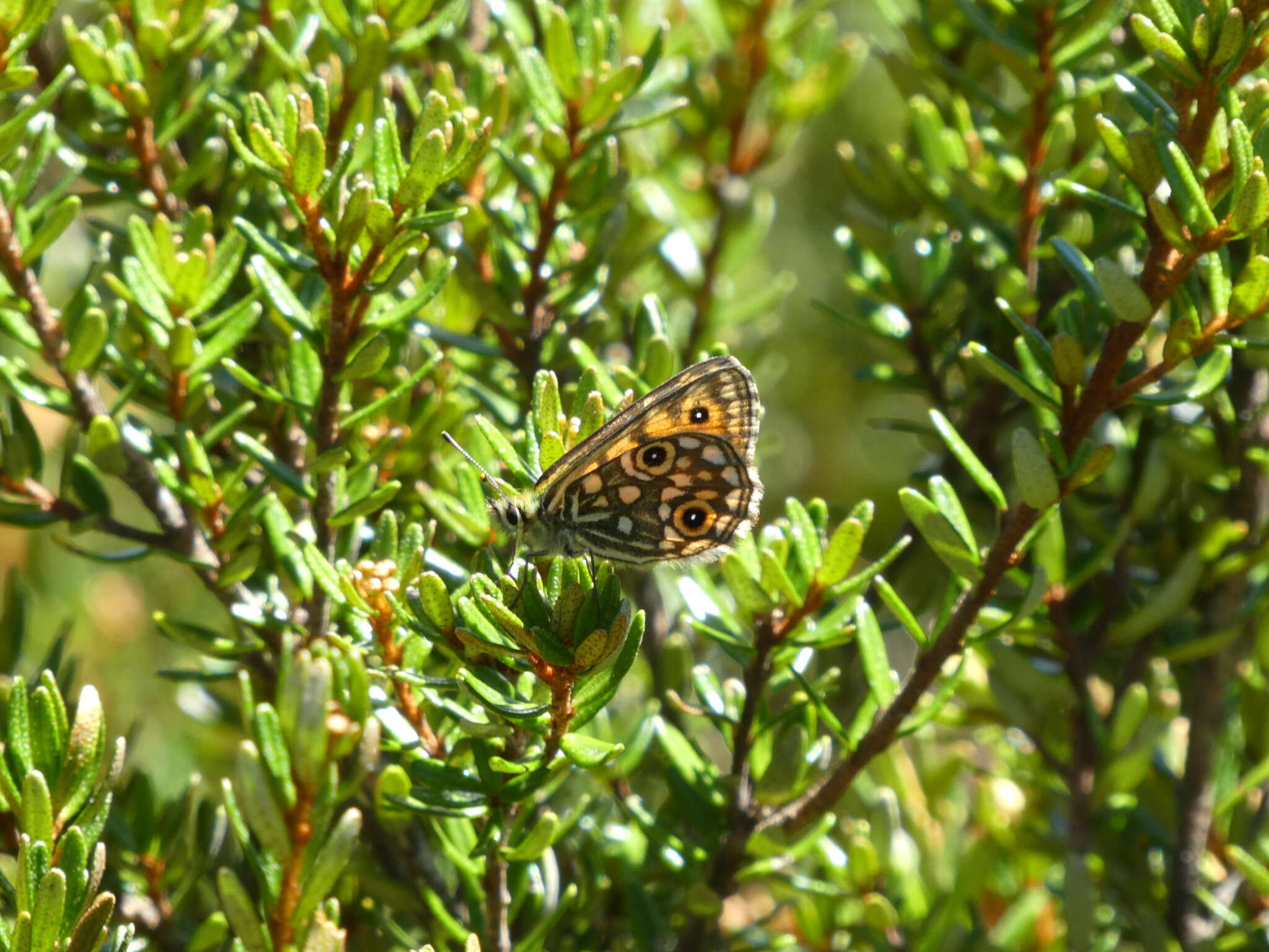 Imagem de Oreixenica orichora Meyrick 1885