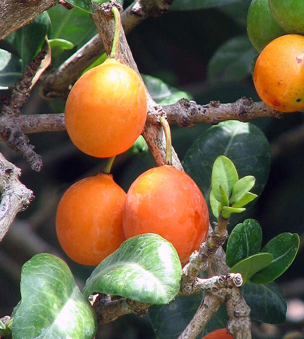 Image of African Mangosteen