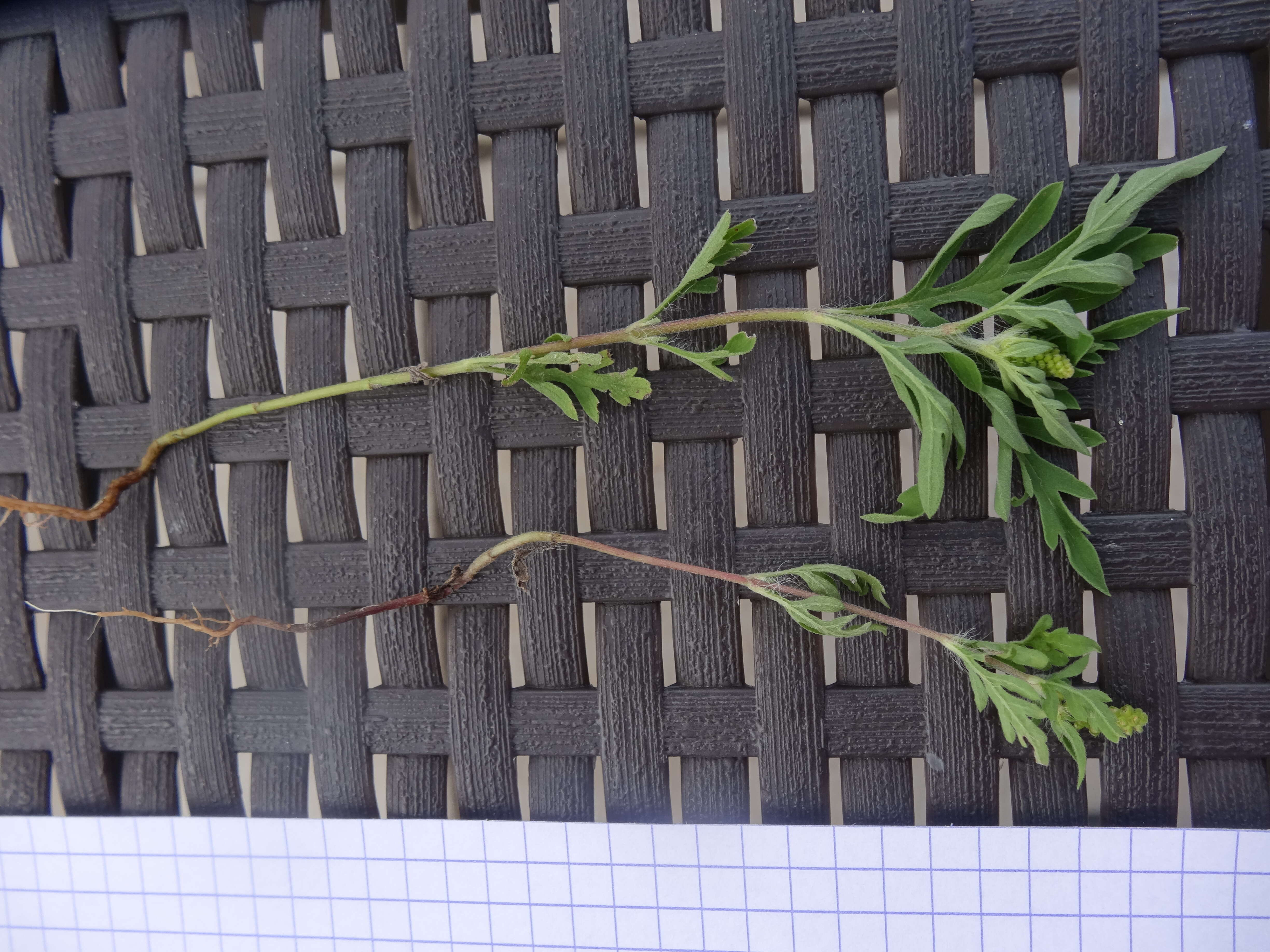 Image of annual ragweed