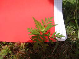 Image of annual ragweed