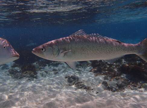 Image of Giant kahawai