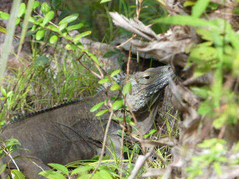 Image de Iguane bleu