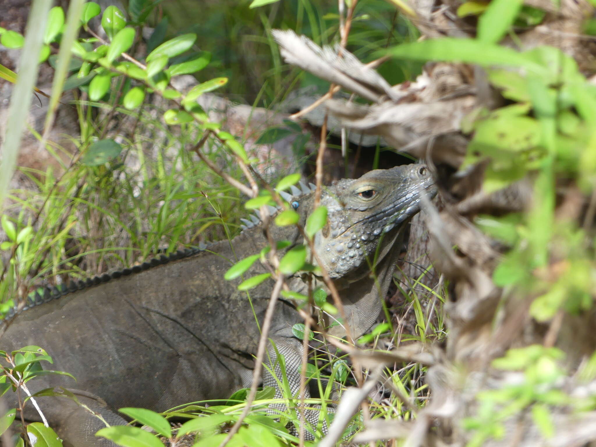 Image of Blue Iguana