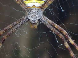 Image of Argiope aetheroides Yin, Wang, Zhang, Peng & Chen 1989